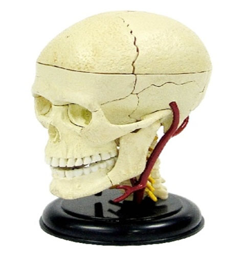 4D 인체두개골 해부모형 퍼즐