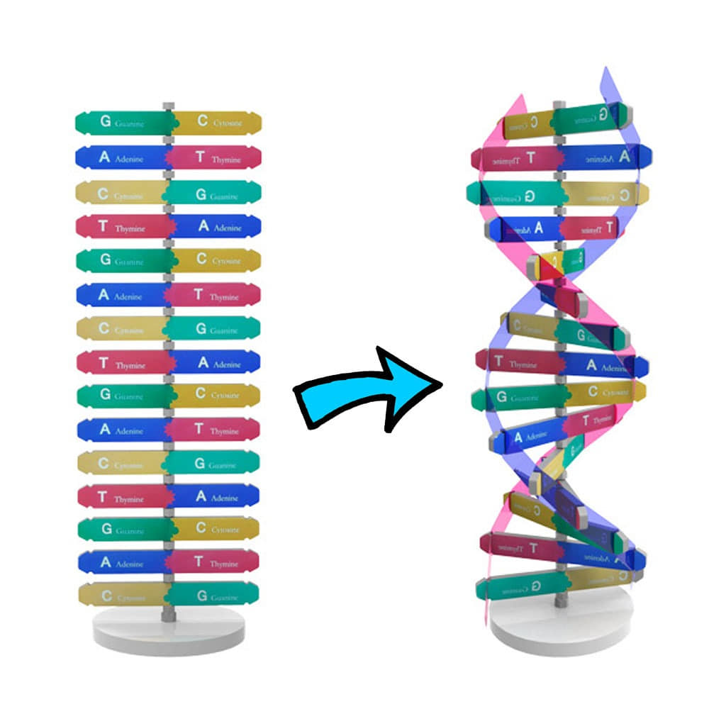 NEW DNA 입체모형 만들기(1인용/10인용)