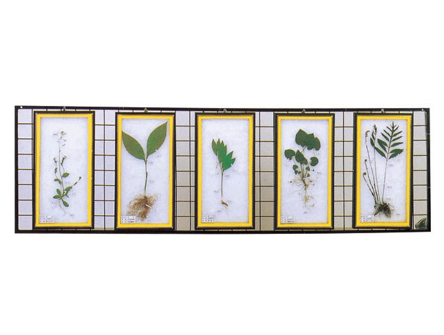 식물표본(벽걸이용D형)