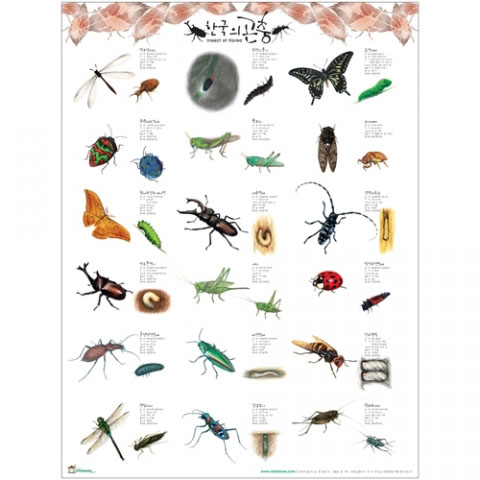 한국의 곤충 포스터
