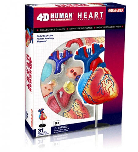 4D 심장 해부모형 퍼즐
