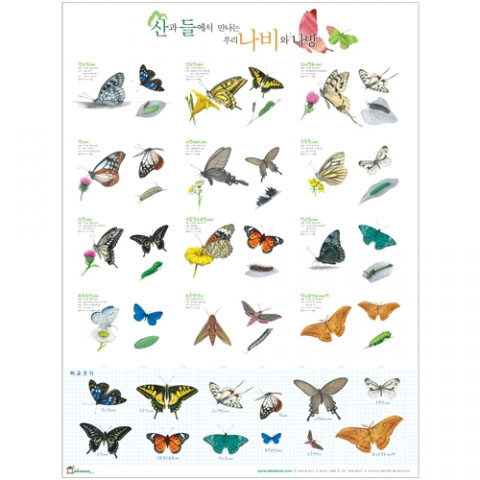 산과들에서 만나는 우리 나비와 나방 포스터
