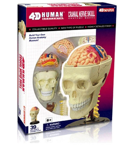 4D 인체두개골 해부모형 퍼즐