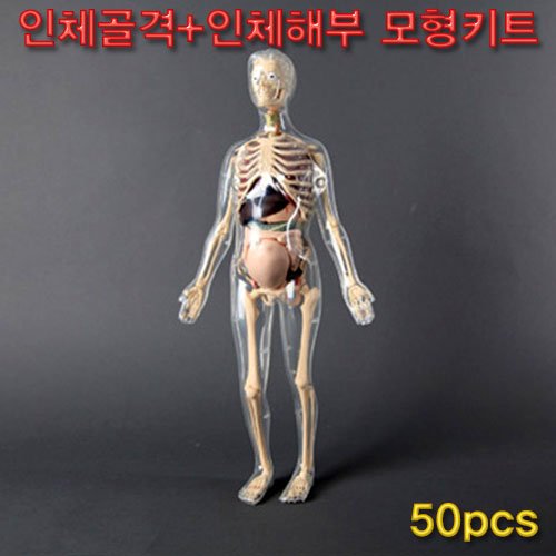 인체골격+인체해부모형키트