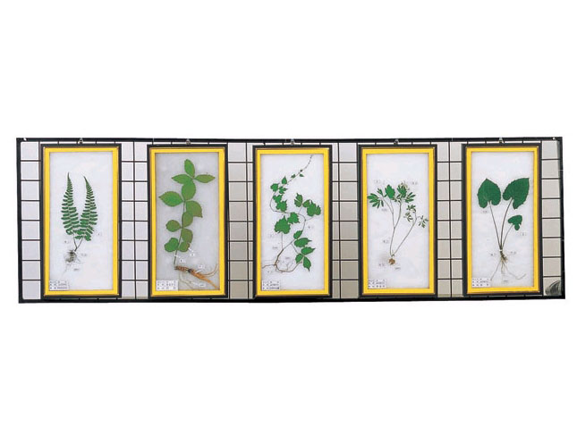 식물표본(벽걸이용B형)